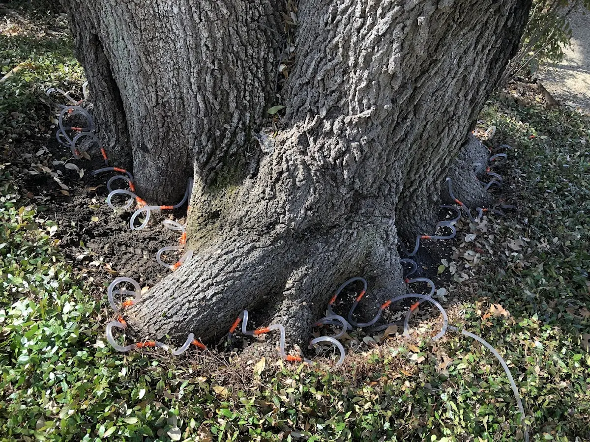 Detailed Shrub and Hedge Trimming job site in Hancock